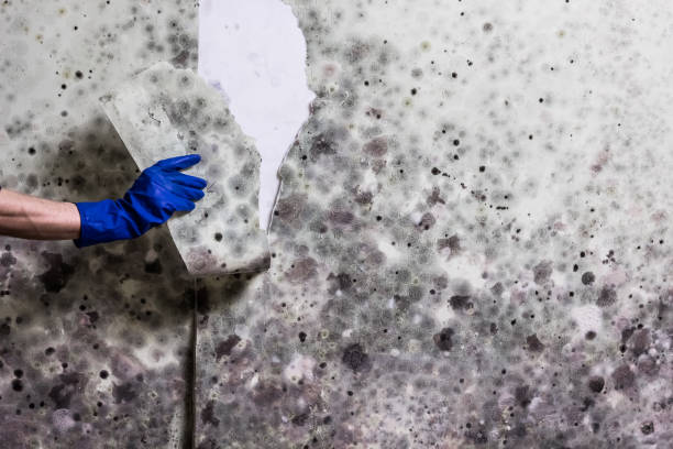 Best DIY Mold Remediation Support Services in Port Charlotte, FL